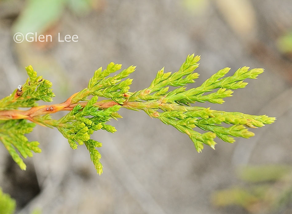 Juniperus horizontalis photos Saskatchewan Wildflowers